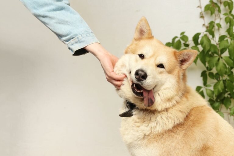 Person gently interacting with a happy dog indoors