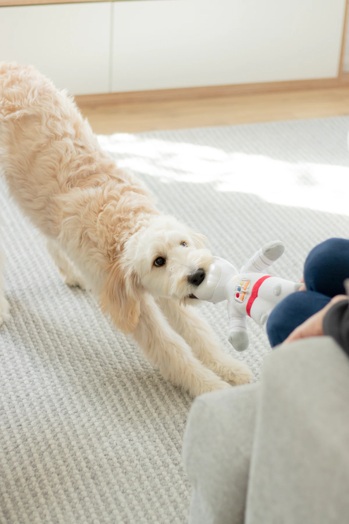 Snuffle Mat vs Lick Mat: Which Enrichment Tool Fits Your Dog?