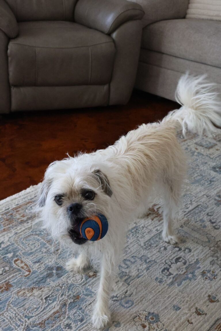 Small white dog playing with a ball on an indoor rug