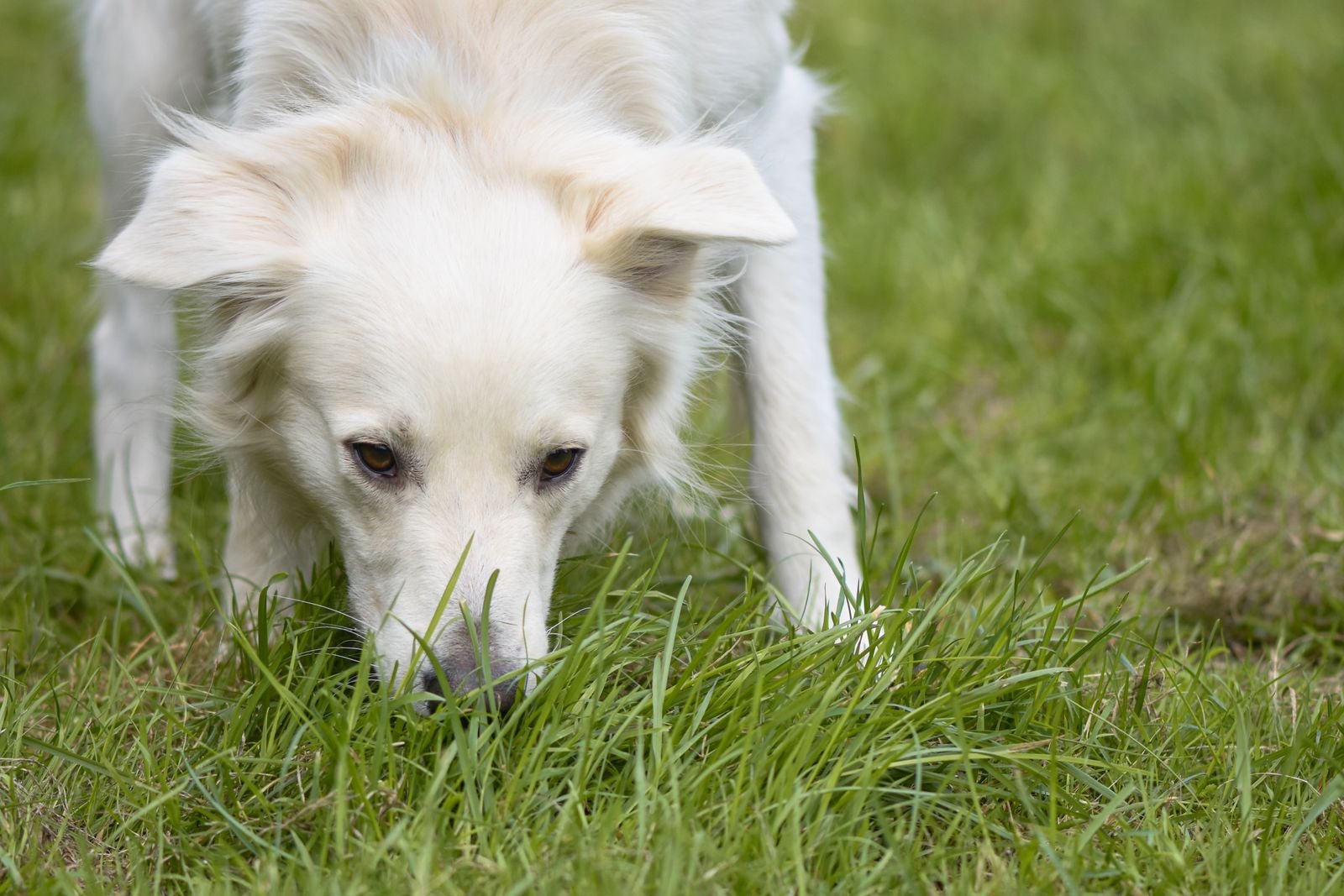 White dog sniffing grass in a sunny meadow