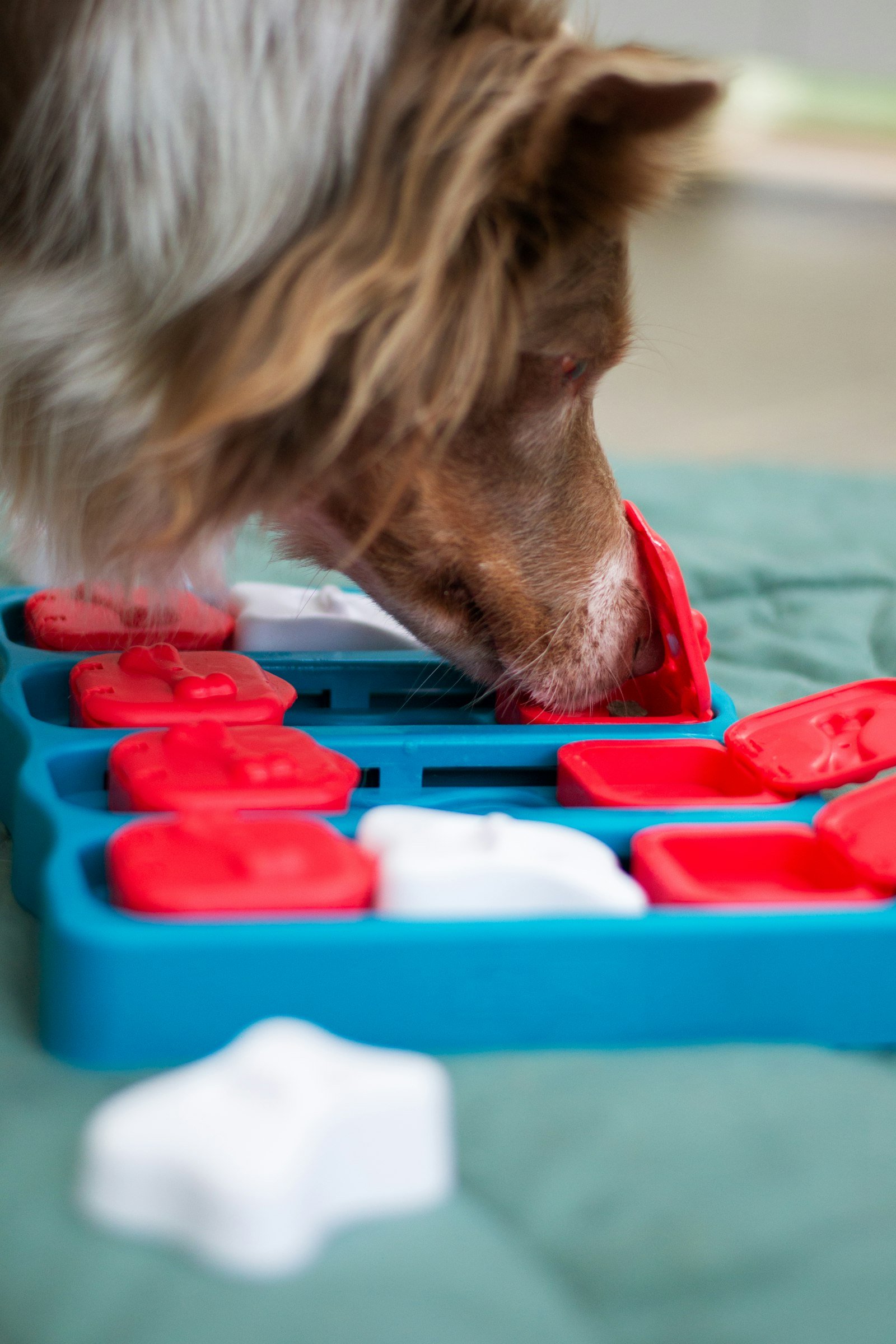 Border Collie searching for treats in a dog brain game