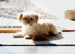 Small dog with a toy illustrating how to keep your dog entertained indoors