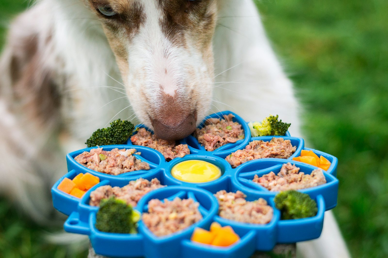Dog eating from a colorful interactive food enrichment tray