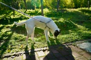 White dog sniffing grass on a leash during an enrichment walk