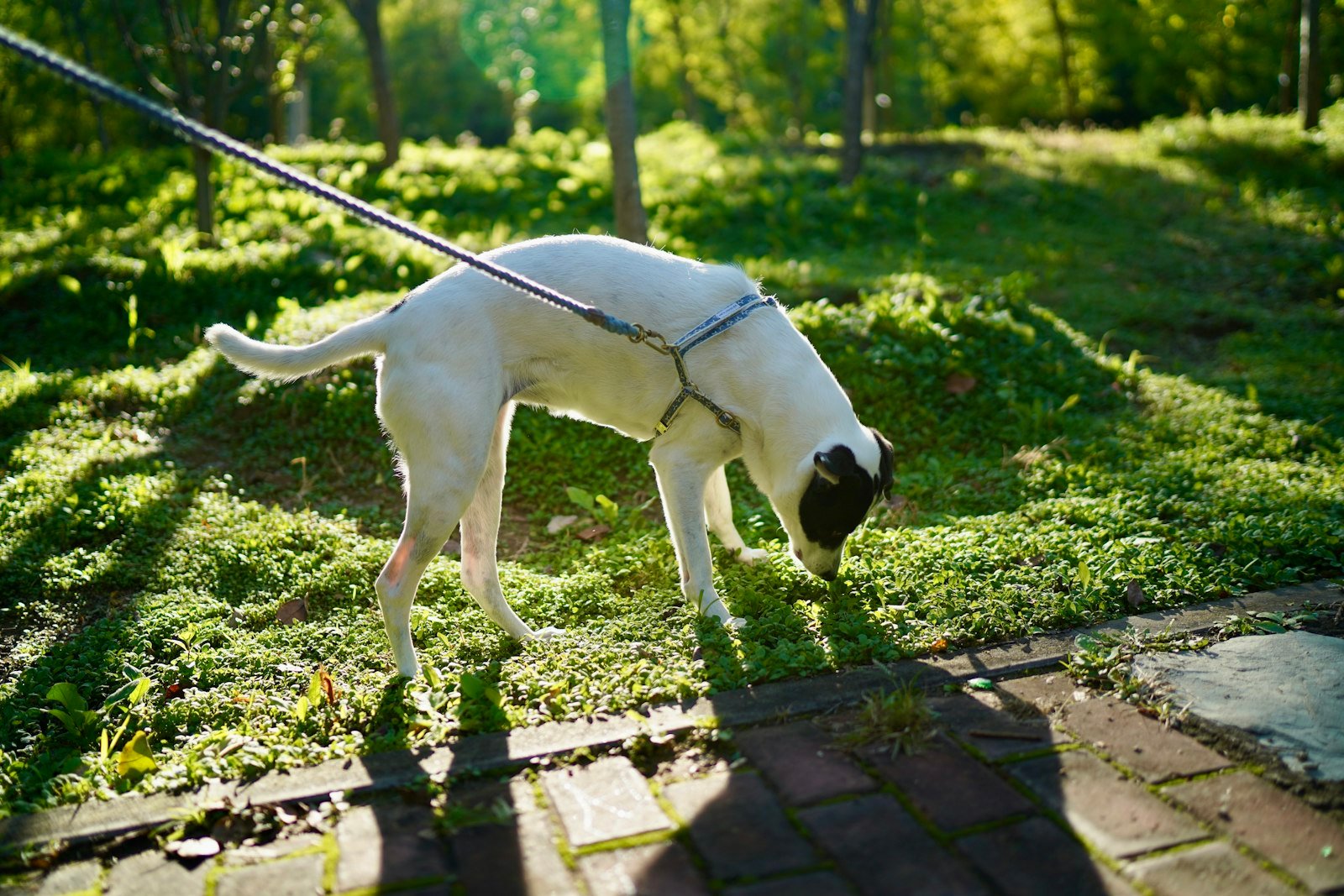 How to Build a Dog Enrichment Routine That Fits Your Day