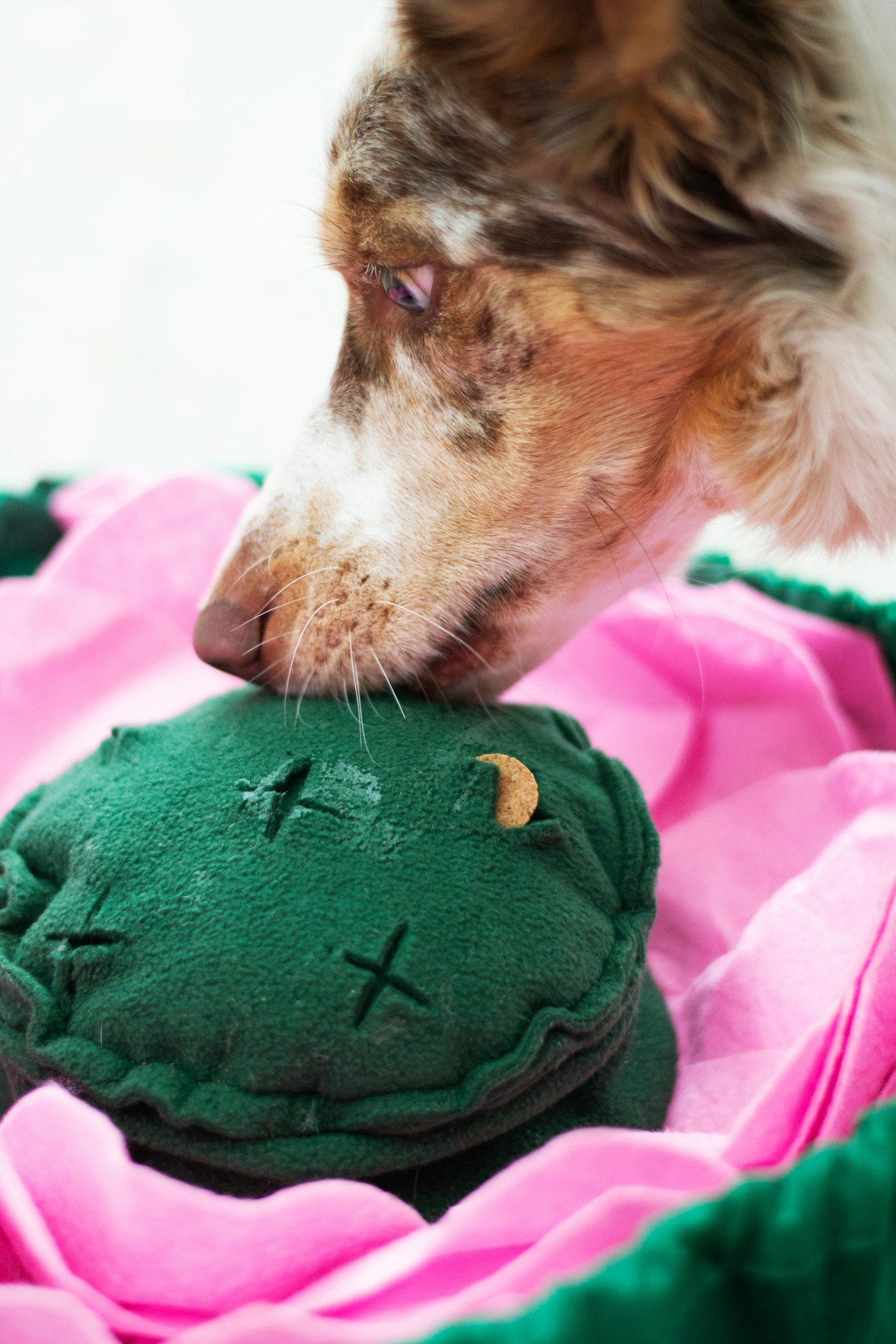 Snuffle mat scent game to keep your dog entertained indoors
