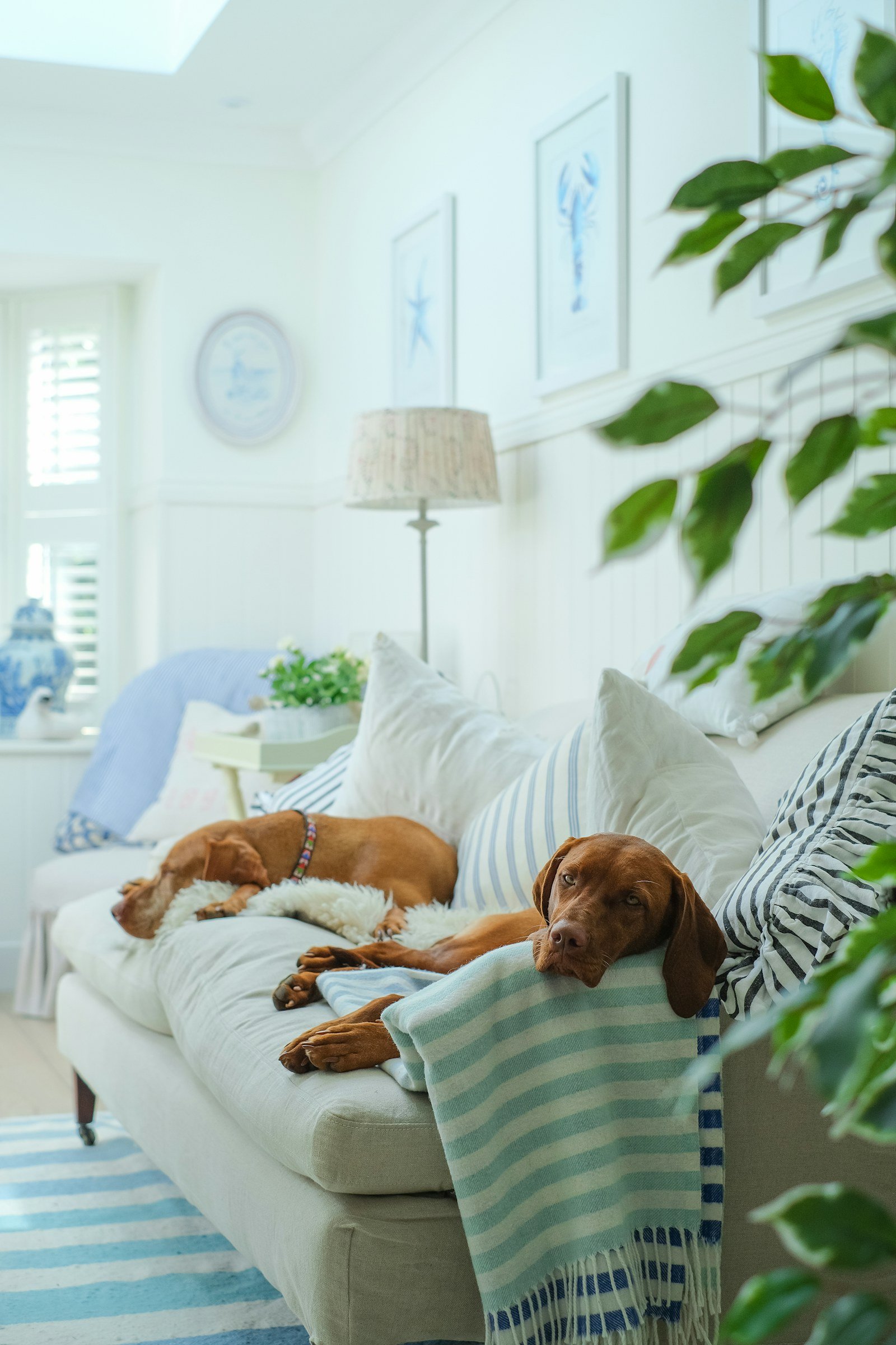 Calm social time helps keep dogs entertained indoors