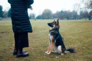 Owner using reward-based training for mental stimulation for puppies