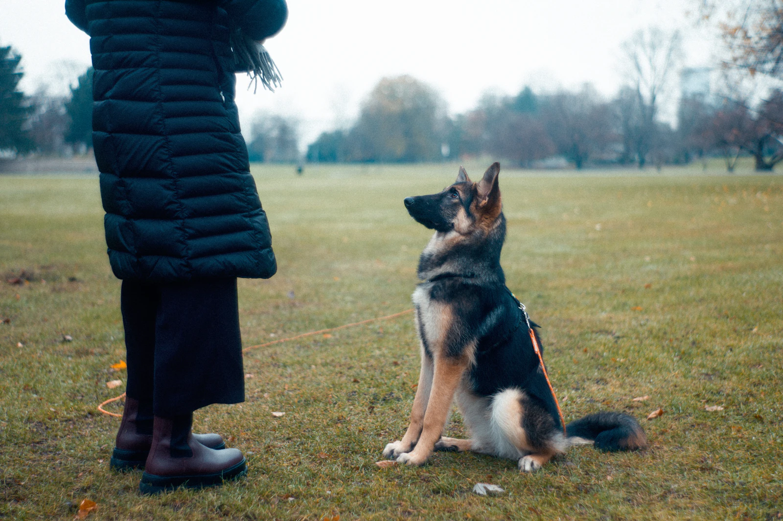 Mental Stimulation for Puppies: 21 Easy, Safe Games