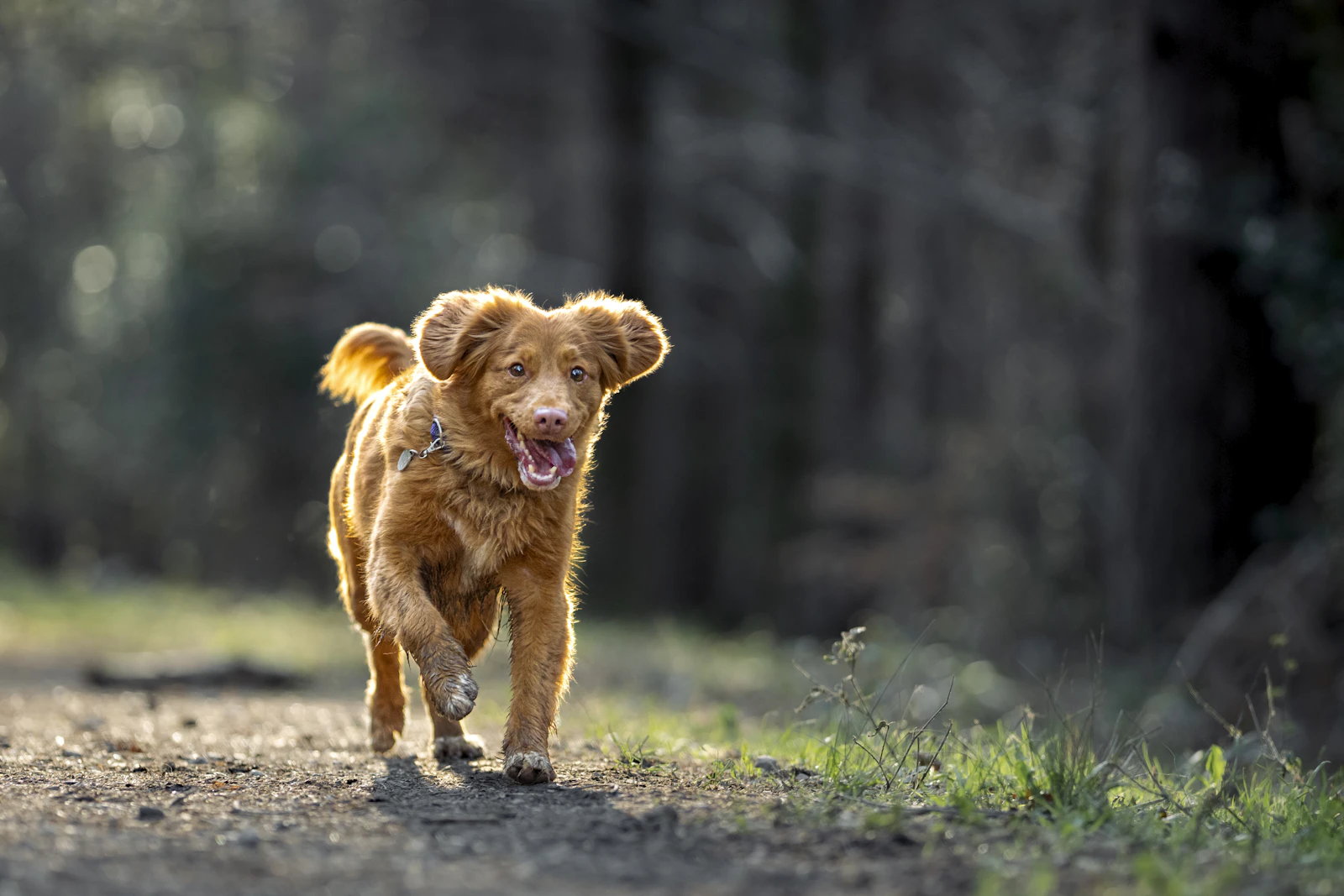 Young dog exploring a trail during a calm puppy sniff walk